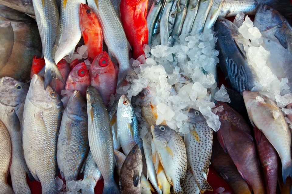 Bisnis Ikan  Tawar  Yang Menguntungkan OrderOnline Blog
